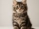 Maine Coon Kittens for Sale in Texas: Find Your Confident, Gentle Giant the Right Way