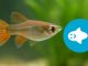 Freshwater Fish for Sale in the UK: Healthy Stock, Smart Choices, Delivered