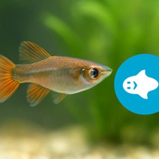 Freshwater Fish for Sale in the UK: Healthy Stock, Smart Choices, Delivered